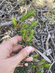 Melaleuca pityoides
