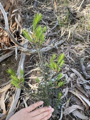 Melaleuca pityoides