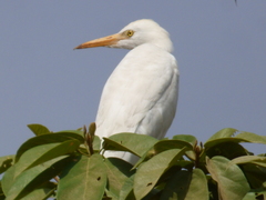 Bubulcus ibis