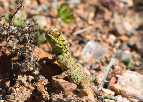 Agama hispida