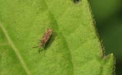 Teleonemia scrupulosa