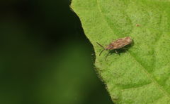 Teleonemia scrupulosa