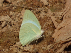 Catopsilia florella