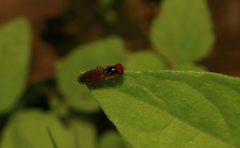 Melanostoma univittatum