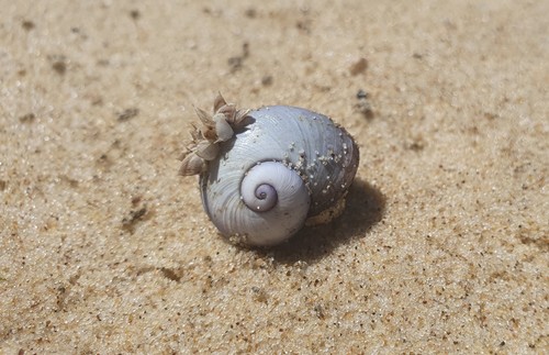 photo of Violet Sea Snail (Janthina janthina)