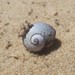 photo of Violet Sea Snail (Janthina janthina)