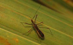 Euagoras plagiatus