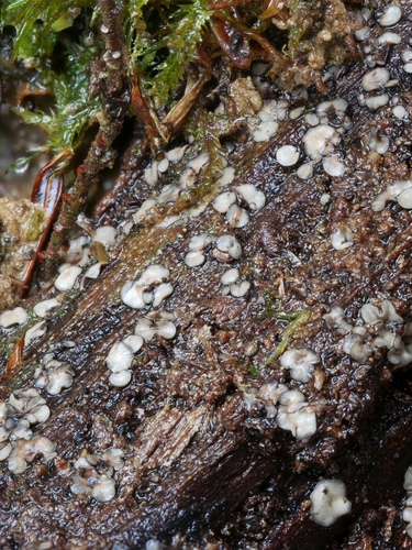Mollisia melaleuca image