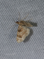 Gymnoscelis admixtaria