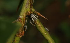 Cappaea taprobanensis