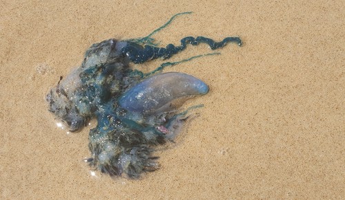 photo of Portuguese Man O' War (Physalia physalis)