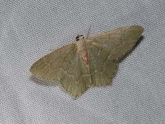Hemithea tritonaria
