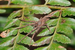 Ornodolomedes