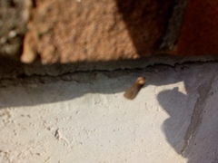 Triodia sylvina