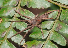 Ornodolomedes