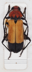 Purpuricenus laetus