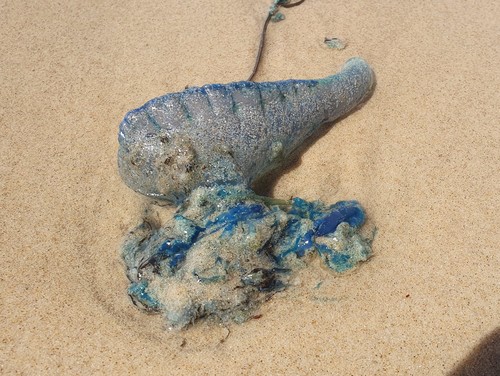 photo of Portuguese Man O' War (Physalia physalis)