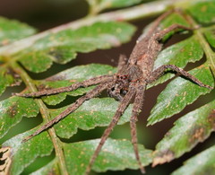 Ornodolomedes