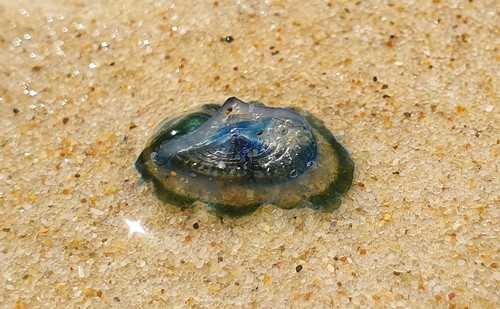 photo of By-the-wind Sailor (Velella velella)