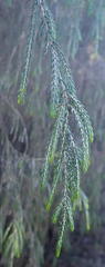 Passerina falcifolia