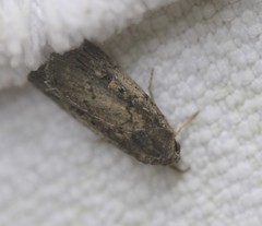 Athetis striolata