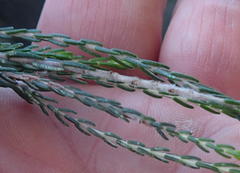 Passerina falcifolia