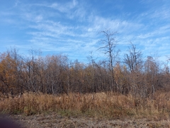 Alnus hirsuta