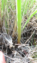 Cyrtanthus macowanii