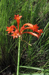 Cyrtanthus macowanii