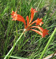 Cyrtanthus macowanii