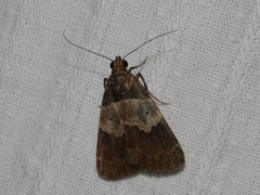 Hydrillodes nilgirialis