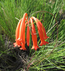 Cyrtanthus macowanii