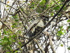 Strix ocellata