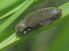 Synaptus filiformis