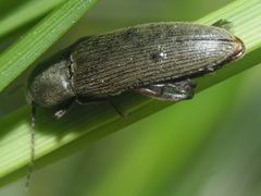 Synaptus filiformis