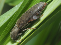 Synaptus filiformis