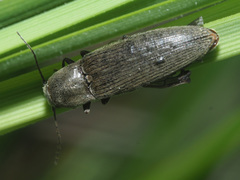 Synaptus filiformis