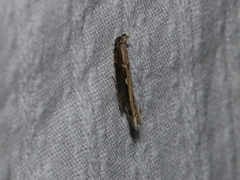 Hypatima spathota