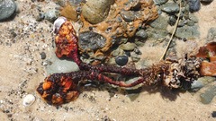 Pyura gibbosa
