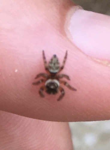 Mediterranean white-banded spider, Université de Montpellier - Faculté des Sciences - Campus Triolet, Montpellier, Languedoc, FR, photo 7 of 10
