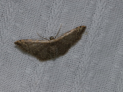 Idaea costiguttata