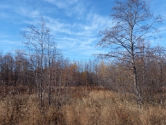 Alnus hirsuta
