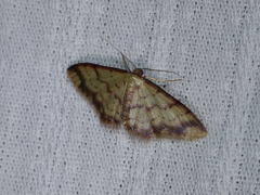 Idaea impexa