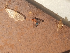 Cosmosoma cingulatum