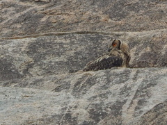 Bubo bengalensis