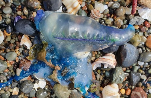 photo of Portuguese Man O' War (Physalia physalis)