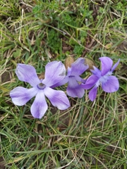 Cyananthus lobatus