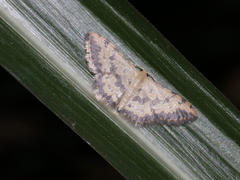 Idaea phaeocrossa