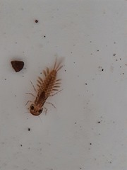 Ameletopsis perscitus