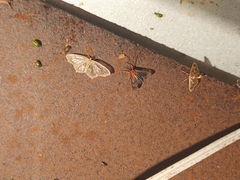 Cosmosoma cingulatum